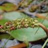 Fotografia 1 da espécie Potamogeton polygonifolius do Jardim Botânico UTAD