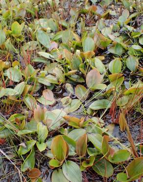 Fotografia 13 da espécie Potamogeton polygonifolius no Jardim Botânico UTAD