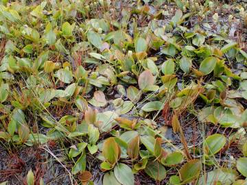 Fotografia da espécie Potamogeton polygonifolius