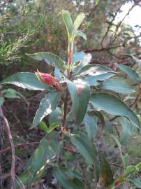 Fotografia da espécie Cistus laurifolius