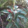 Fotografia 17 da espécie Cistus laurifolius do Jardim Botânico UTAD