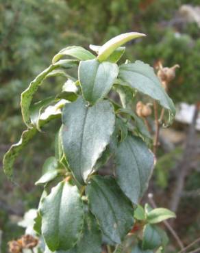 Fotografia 18 da espécie Cistus laurifolius no Jardim Botânico UTAD