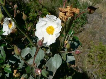 Fotografia da espécie Cistus laurifolius