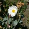 Fotografia 19 da espécie Cistus laurifolius do Jardim Botânico UTAD