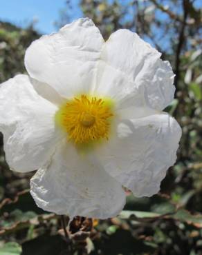 Fotografia 1 da espécie Cistus laurifolius no Jardim Botânico UTAD