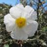 Fotografia 1 da espécie Cistus laurifolius do Jardim Botânico UTAD