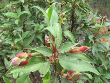 Fotografia da espécie Cistus laurifolius