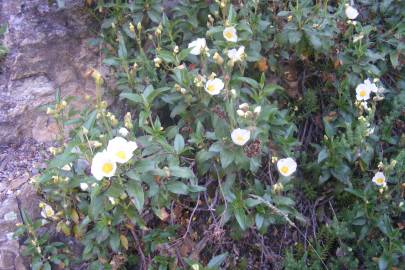 Fotografia da espécie Cistus laurifolius
