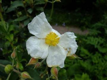 Fotografia da espécie Cistus laurifolius
