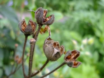 Fotografia da espécie Cistus laurifolius