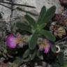 Fotografia 6 da espécie Ajuga iva var. iva do Jardim Botânico UTAD