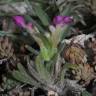 Fotografia 7 da espécie Ajuga iva var. iva do Jardim Botânico UTAD