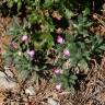 Fotografia 11 da espécie Ajuga iva var. iva do Jardim Botânico UTAD