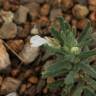 Fotografia 12 da espécie Ajuga iva var. iva do Jardim Botânico UTAD
