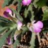 Fotografia 13 da espécie Ajuga iva var. iva do Jardim Botânico UTAD