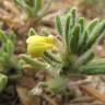 Fotografia 16 da espécie Ajuga iva var. iva do Jardim Botânico UTAD