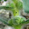 Fotografia 19 da espécie Ajuga iva var. iva do Jardim Botânico UTAD