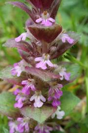 Fotografia da espécie Ajuga pyramidalis