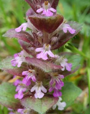 Fotografia 11 da espécie Ajuga pyramidalis no Jardim Botânico UTAD