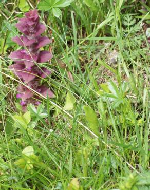 Fotografia 12 da espécie Ajuga pyramidalis no Jardim Botânico UTAD