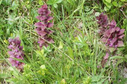 Fotografia da espécie Ajuga pyramidalis