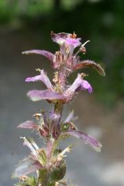 Fotografia da espécie Ajuga pyramidalis