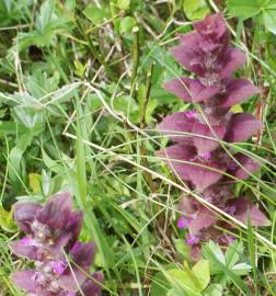 Fotografia da espécie Ajuga pyramidalis