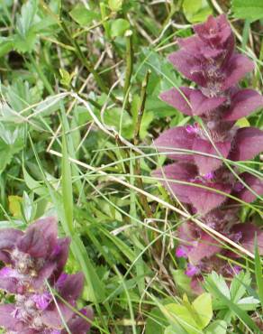 Fotografia 14 da espécie Ajuga pyramidalis no Jardim Botânico UTAD