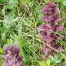 Fotografia 14 da espécie Ajuga pyramidalis do Jardim Botânico UTAD