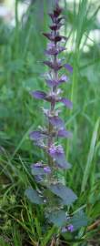 Fotografia da espécie Ajuga pyramidalis