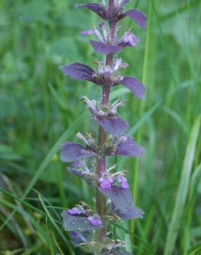 Fotografia 16 da espécie Ajuga pyramidalis no Jardim Botânico UTAD