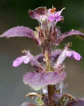 Fotografia 17 da espécie Ajuga pyramidalis no Jardim Botânico UTAD