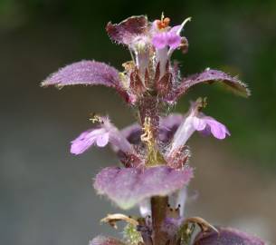 Fotografia da espécie Ajuga pyramidalis