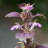 Fotografia 17 da espécie Ajuga pyramidalis do Jardim Botânico UTAD