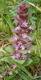 Fotografia da espécie Ajuga pyramidalis