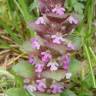 Fotografia 18 da espécie Ajuga pyramidalis do Jardim Botânico UTAD