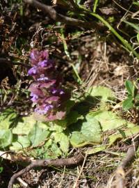 Fotografia da espécie Ajuga pyramidalis