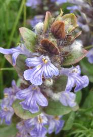 Fotografia da espécie Ajuga pyramidalis