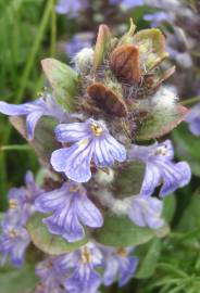 Fotografia da espécie Ajuga pyramidalis