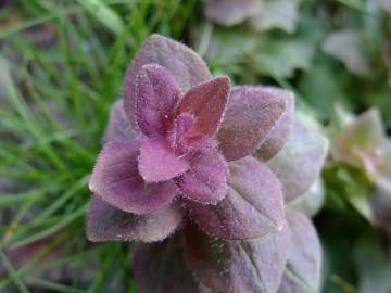 Fotografia da espécie Ajuga pyramidalis