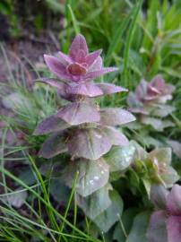 Fotografia da espécie Ajuga pyramidalis