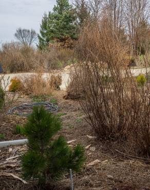 Fotografia 5 da espécie Pinus heldreichii no Jardim Botânico UTAD