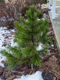 Fotografia da espécie Pinus heldreichii