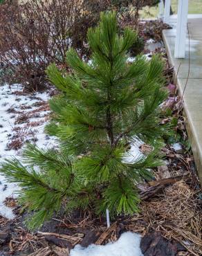 Fotografia 6 da espécie Pinus heldreichii no Jardim Botânico UTAD