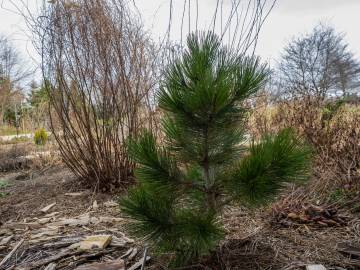 Fotografia da espécie Pinus heldreichii