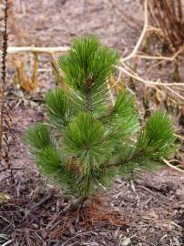 Fotografia da espécie Pinus heldreichii