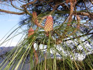 Fotografia da espécie Pinus canariensis