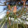 Fotografia 6 da espécie Pinus canariensis do Jardim Botânico UTAD
