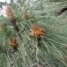Fotografia 7 da espécie Pinus canariensis do Jardim Botânico UTAD