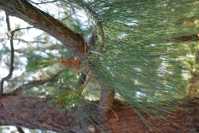 Fotografia da espécie Pinus canariensis